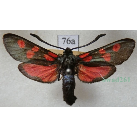 Zygaena lonicerae (Scheven, 1777) Deutschland76a